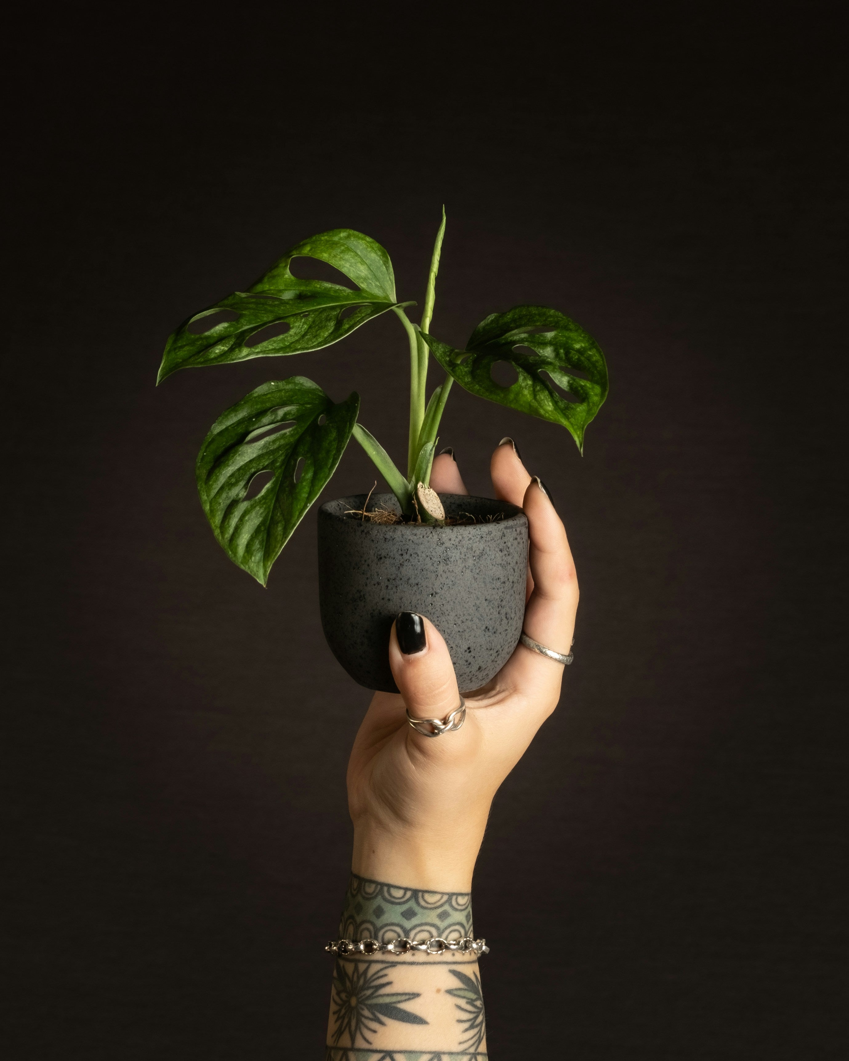 Low maintenance plants | Idyl