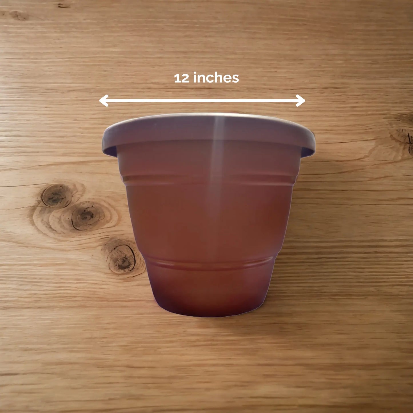 Sunset Sanctuary (Plastic Pot)