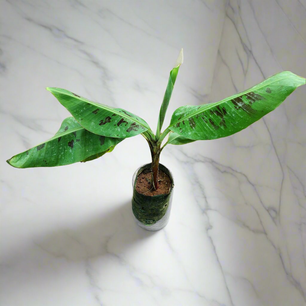 Buy Banana Plant Online