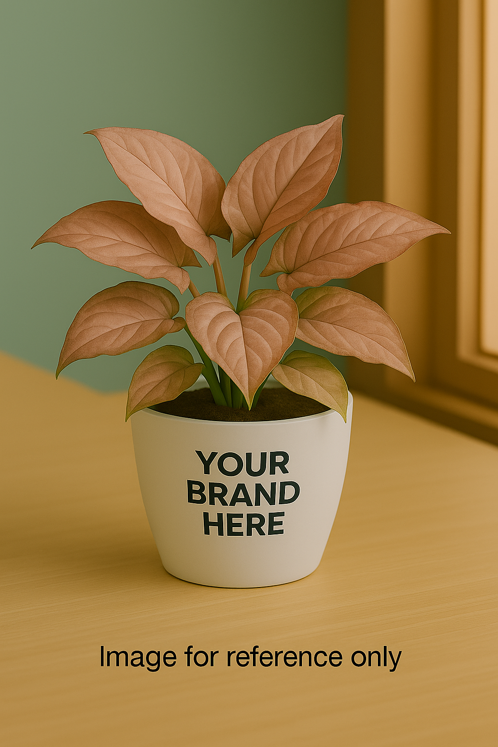 Buy Syngonium Pink Plant