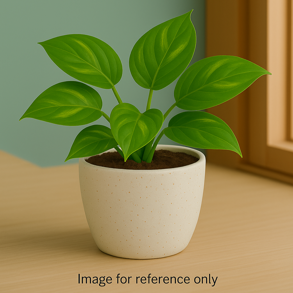 Buy Green Money Plat from Idyl