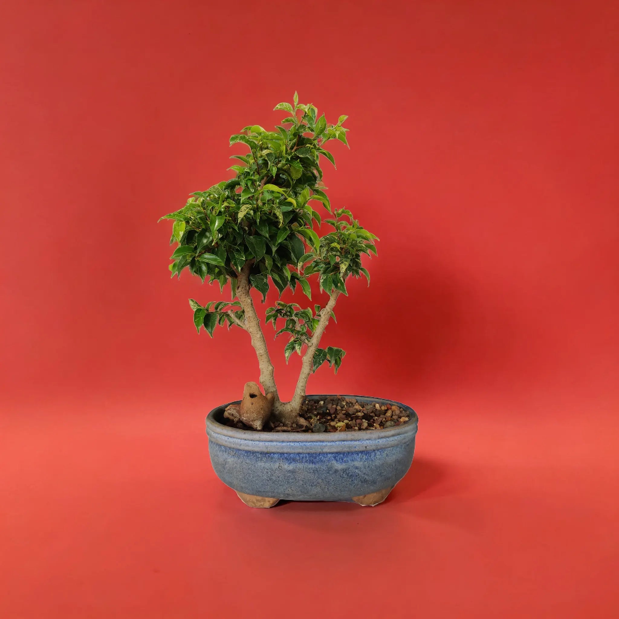 substrat ficus bonsai Buy Ficus Bonsai online – Idyl