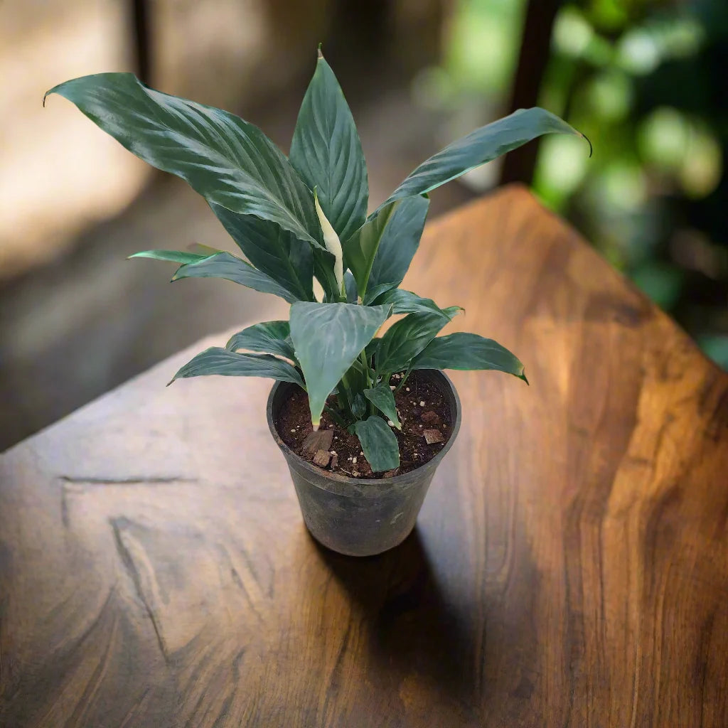 Buy Peace Lily Plant Online