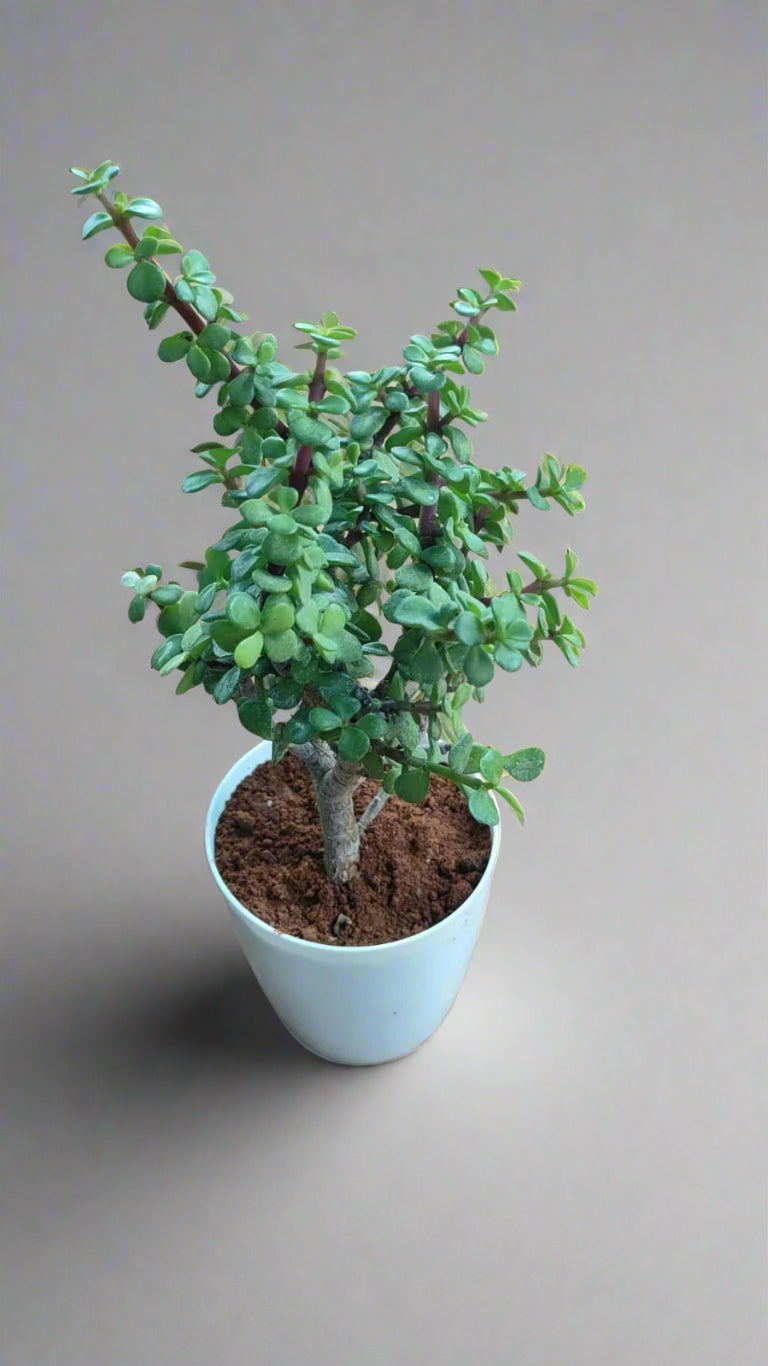 Buy Jade Plant from Idyl