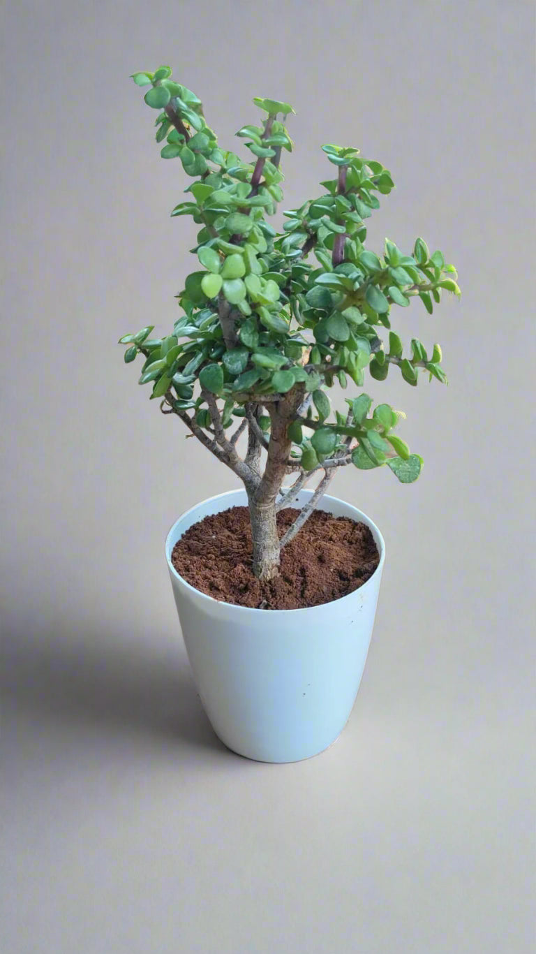 Jade Plant for Gifting