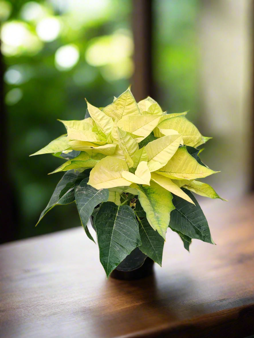 Buy Poinsettia Plant Online