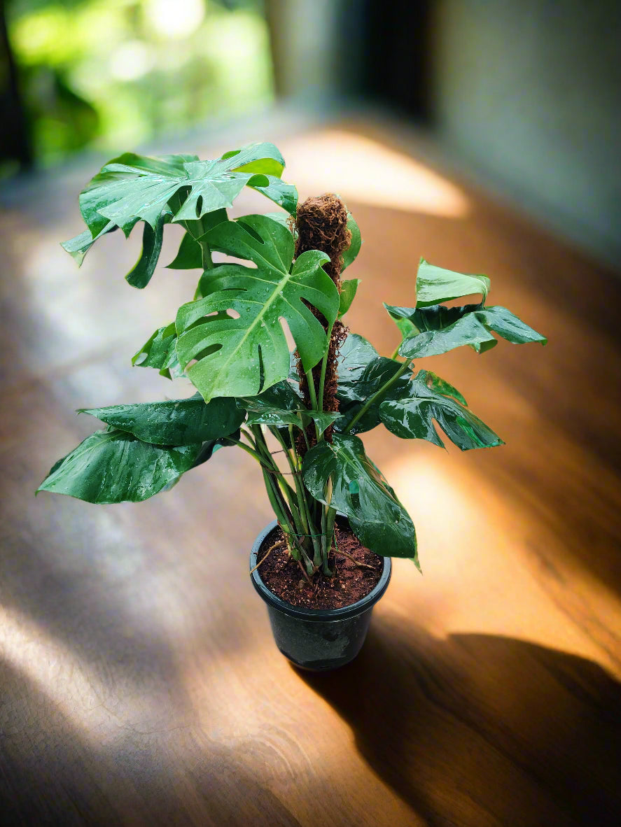 Monstera