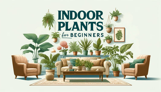 Indoor Plants for Beginners: 2024 Edition