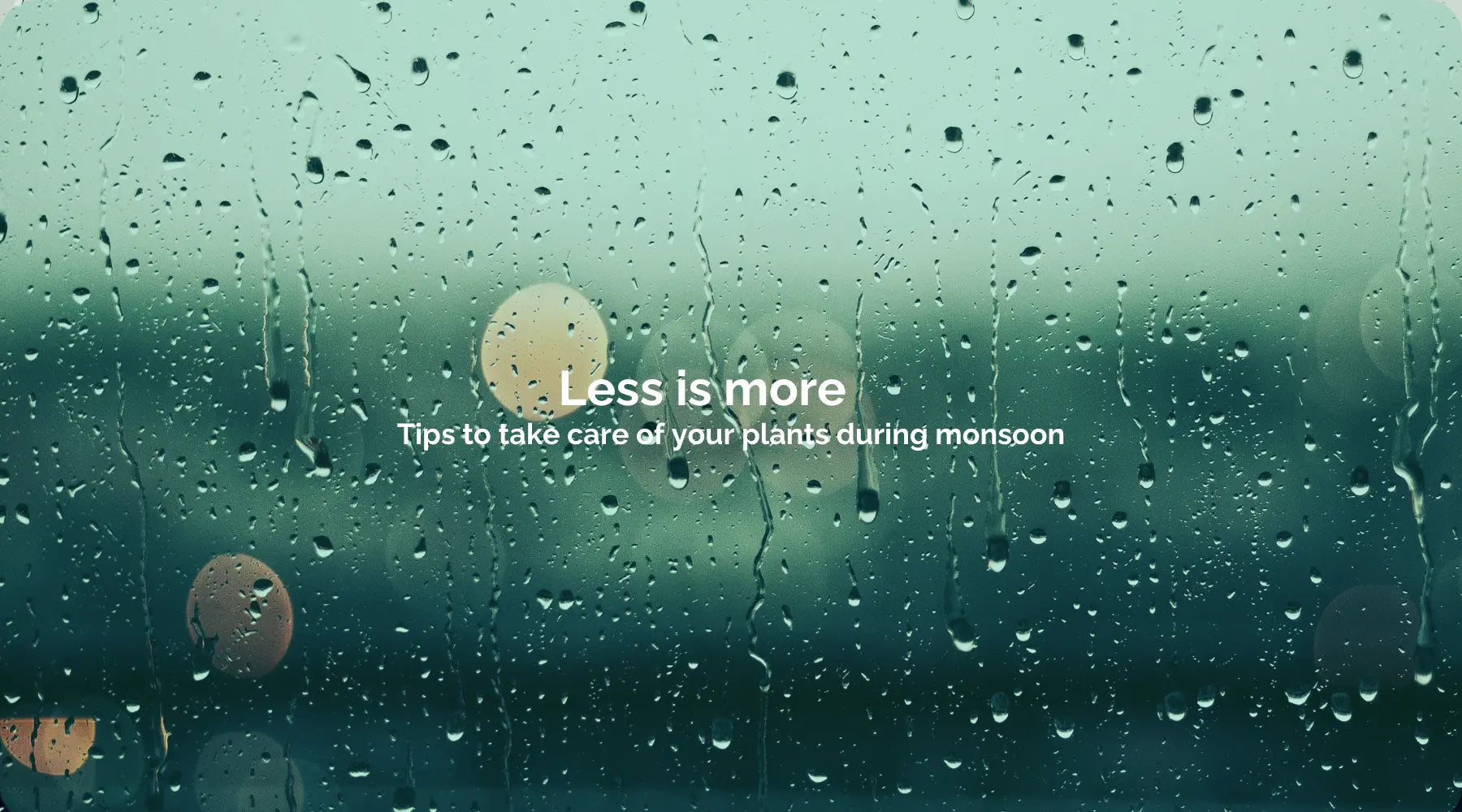 Less is more: Tips to take care of your plants during monsoon
