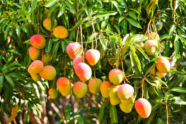 How to Grow a Mango Tree with a Store-Bought Mango: Your Step-by-Step Guide