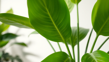Banish the White Powder: Keeping Your Indoor Plants Pristine