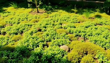 The Best Hardy Ground Cover Plants for Landscaping in Sarjapur Road with Idyl