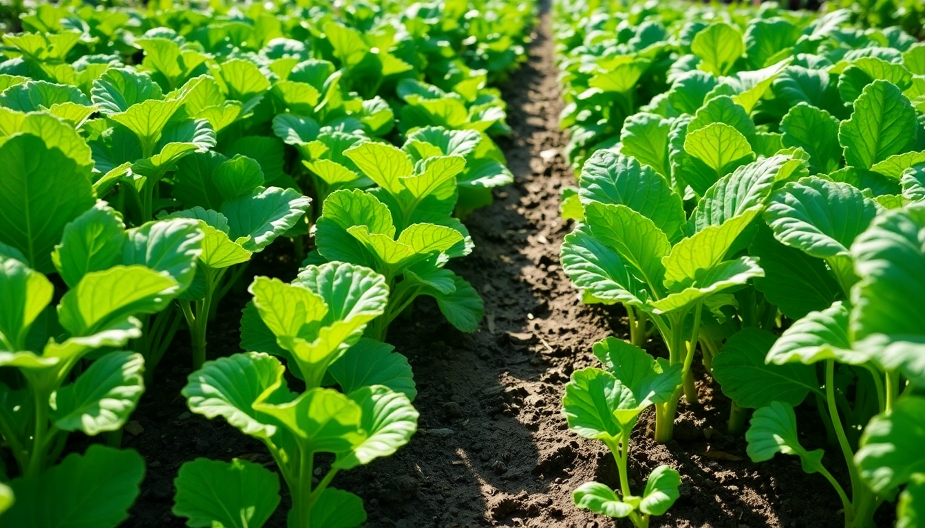 Preventing White Mold in Your Vegetable Garden