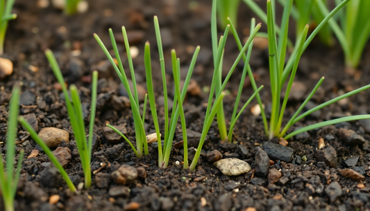 Why Are My Chives Not Growing Tall?