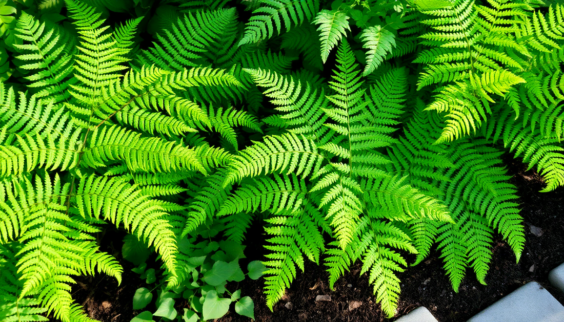 Frost-Resistant Ferns for Cooler Corners of HSR Layout