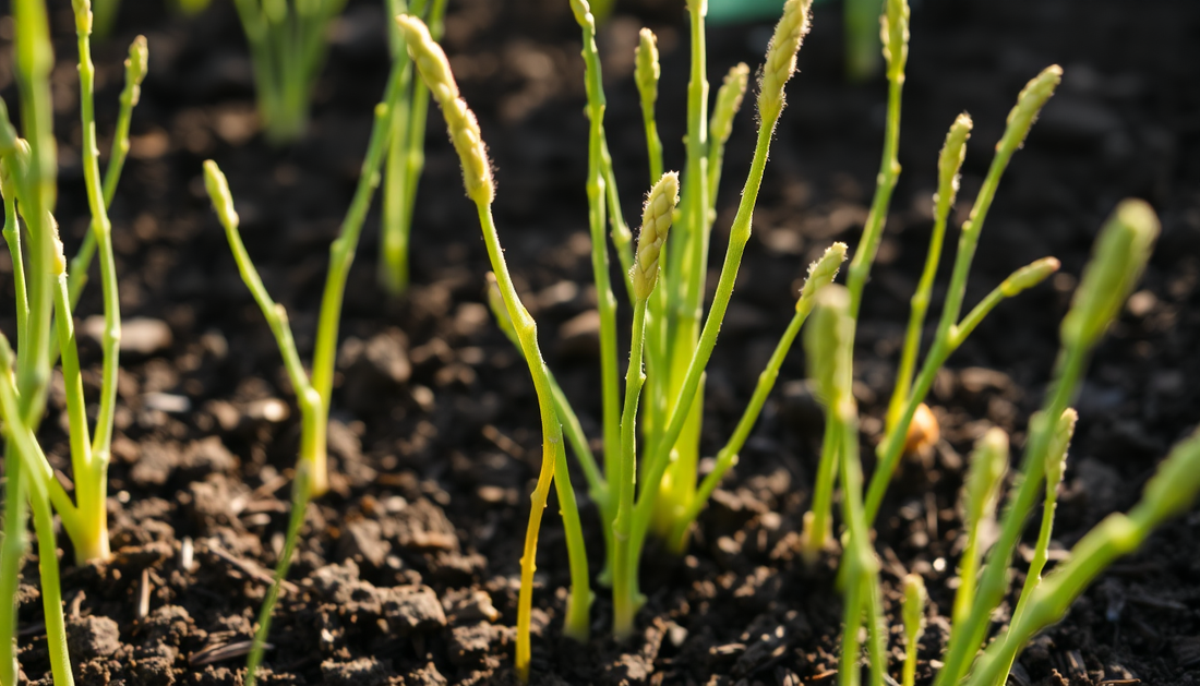 Why Are My Asparagus Spears Thin and Weak?