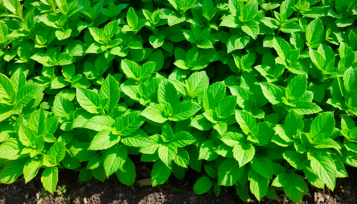 Why Balanced Soil Improves Leaf Density: The Complete Guide to Optimal Plant Growth