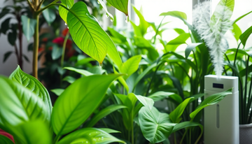 The Best Humidity Levels for Indoor Plants to Prevent Disease