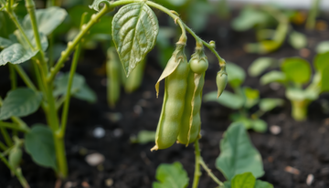 Why Are My Peas Wilting Suddenly?