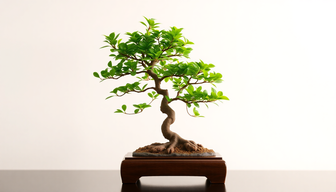 Jade Bonsai – Luxury Plant Gift for Corporate Clients from Idyl