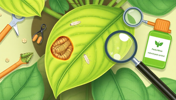 Outsmarting Leaf Miners: A Comprehensive Guide to Protecting Your Houseplants