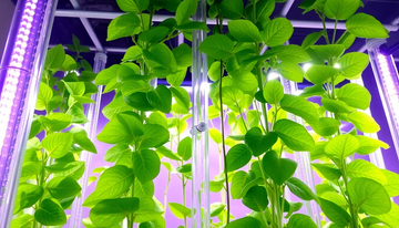 Can Curry Leaves Be Grown Hydroponically?