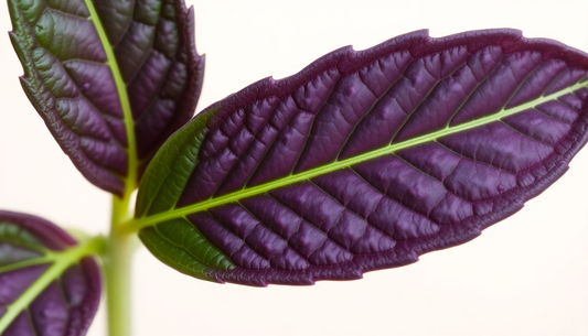 Why Are My Tarragon Leaves Turning Purple?