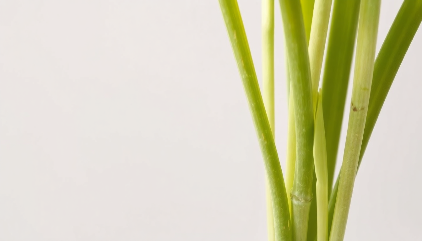 Why Are My Lemongrass Stalks Turning Pale?