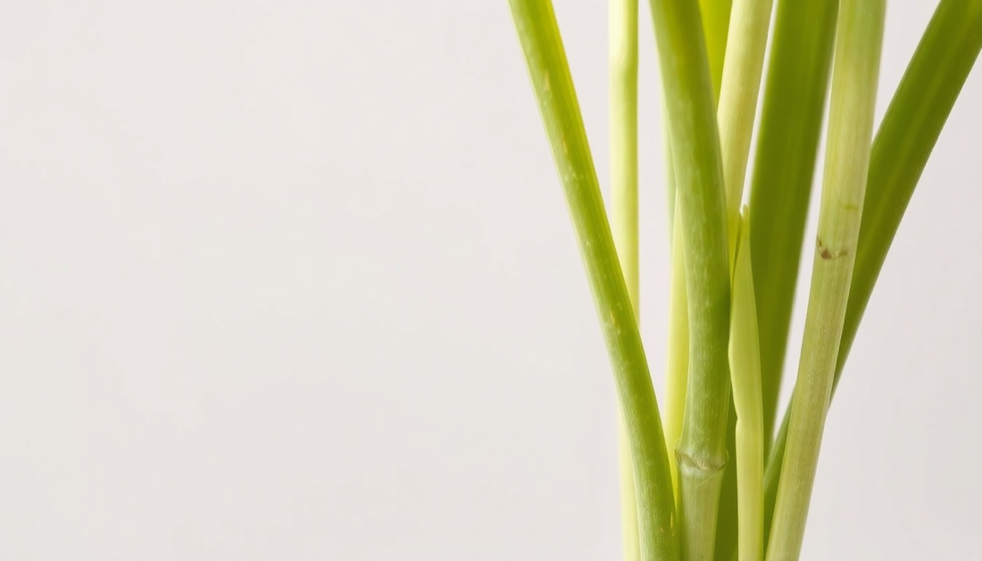 Why Are My Lemongrass Stalks Turning Pale?