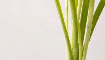 Why Are My Lemongrass Stalks Turning Pale?