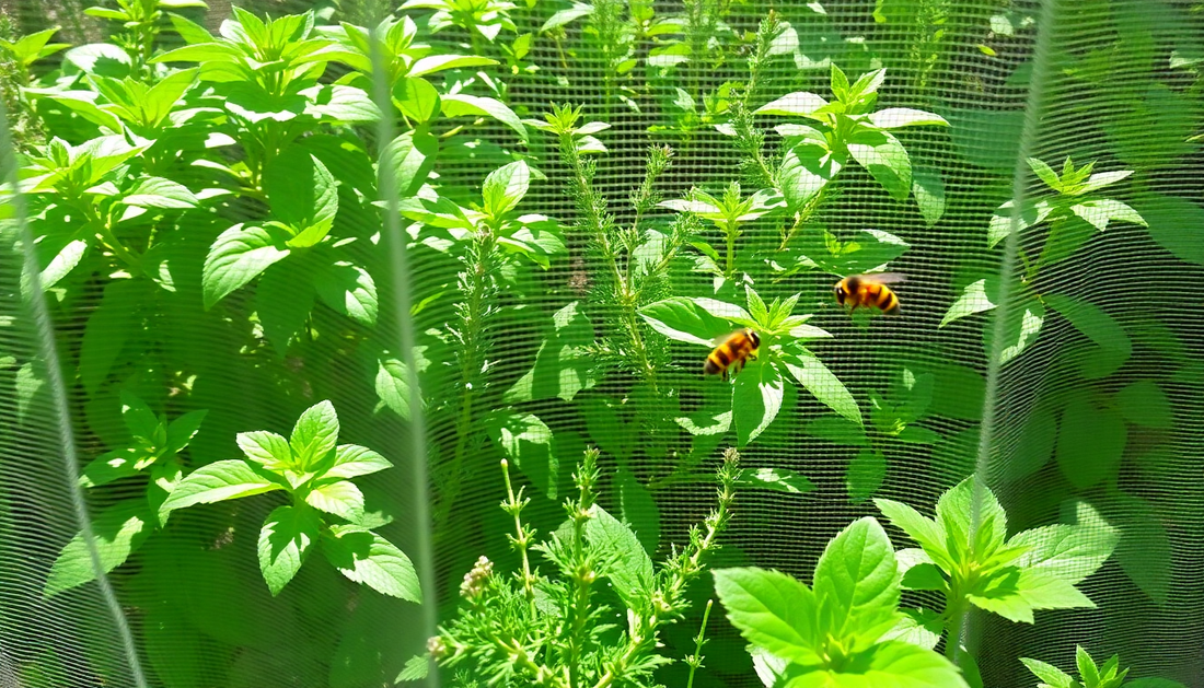 Buzz Off: Protecting Your Herb Garden from Unwanted Bee Visitors