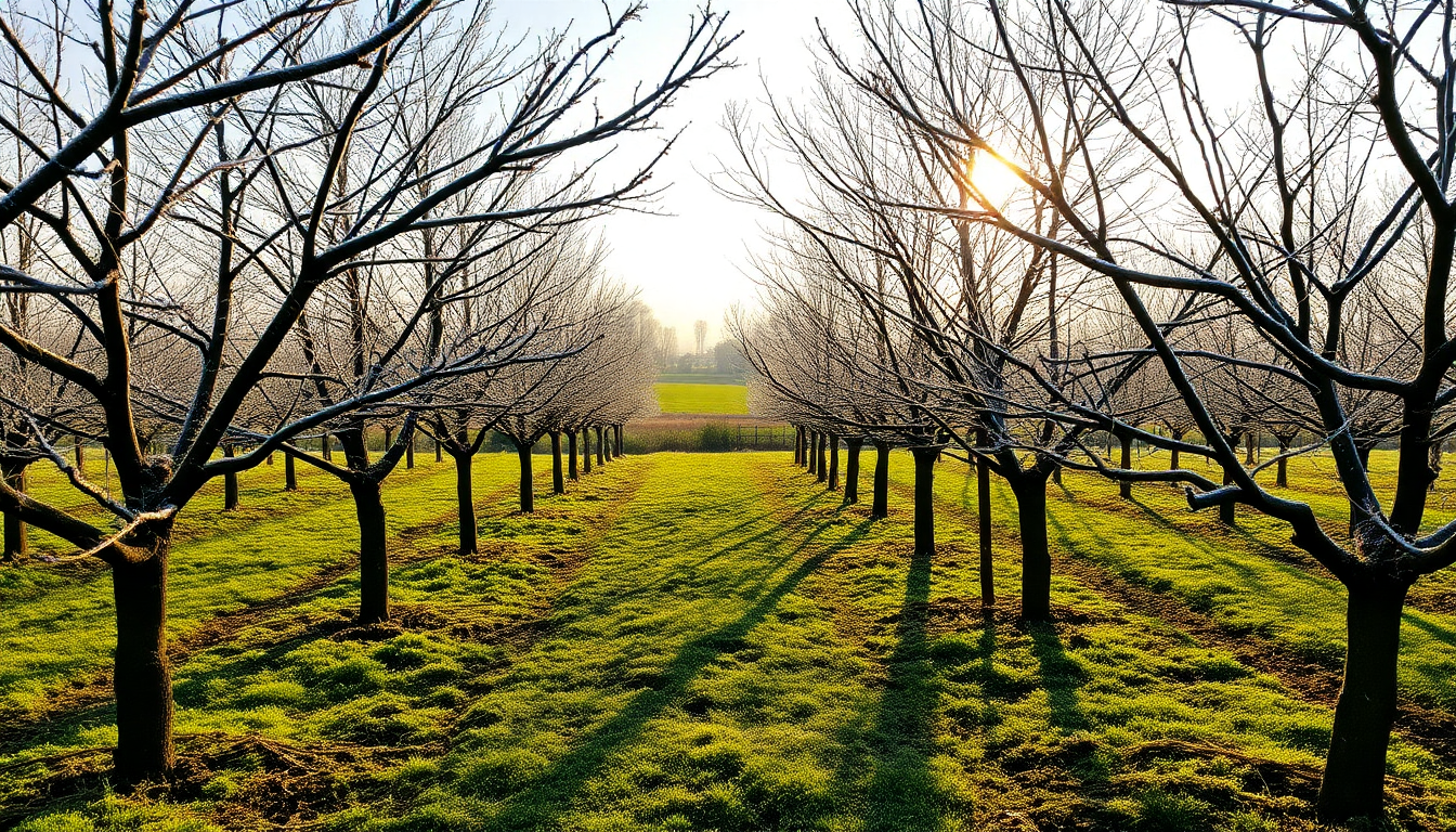 Cultivating a Bountiful Winter Orchard: Idyl's Guide to Growing Frost-Resistant Fruit Trees in Sarjapur Road