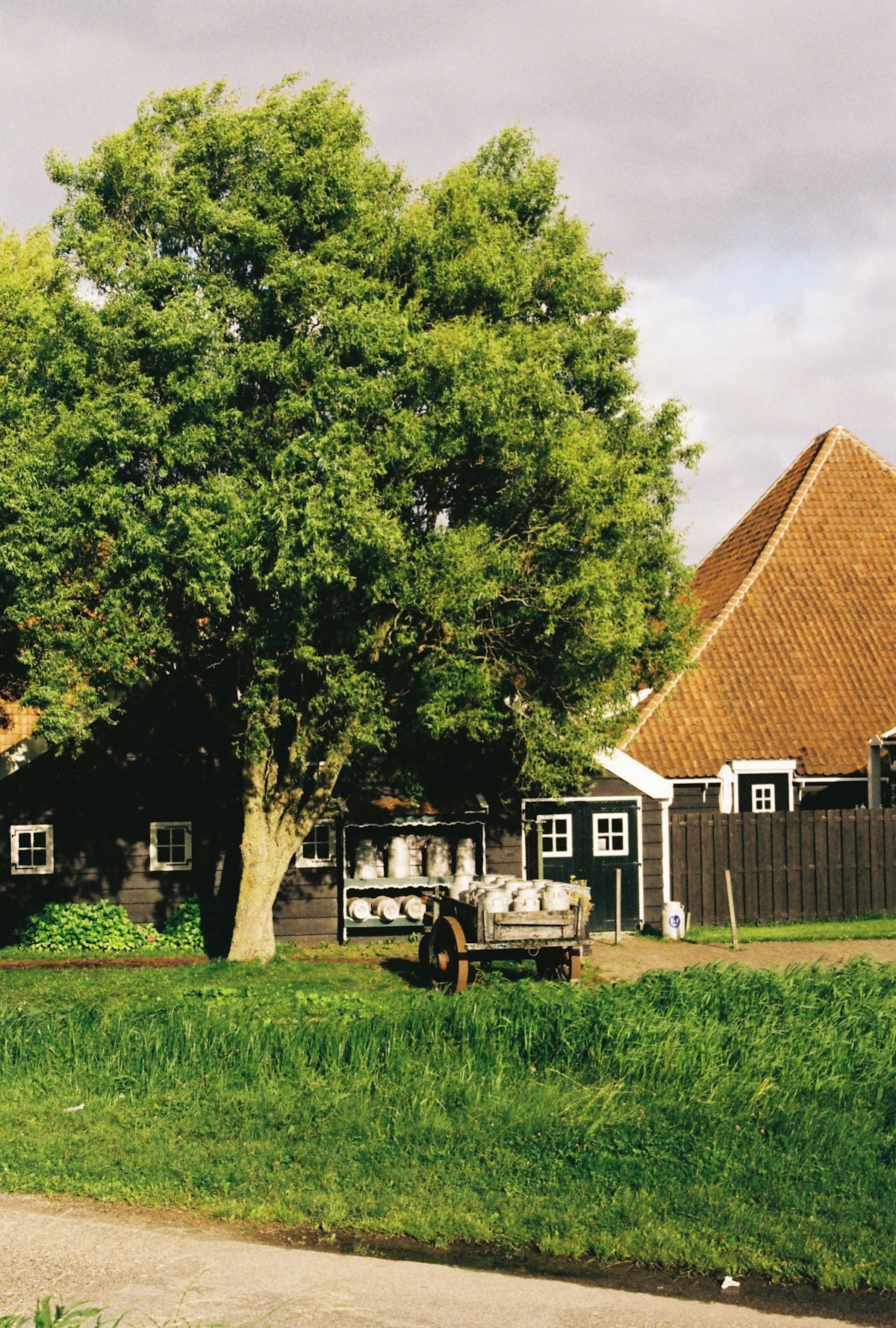 a large tree in front of a house