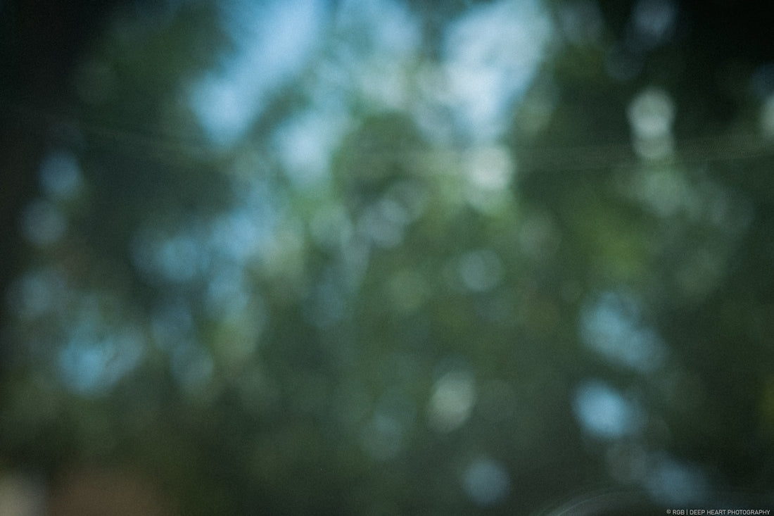 blurry image of trees