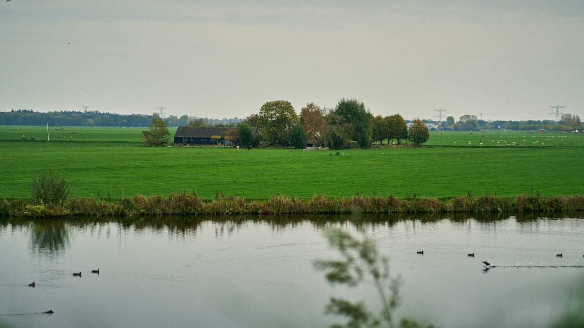 a pond with grass and trees around it