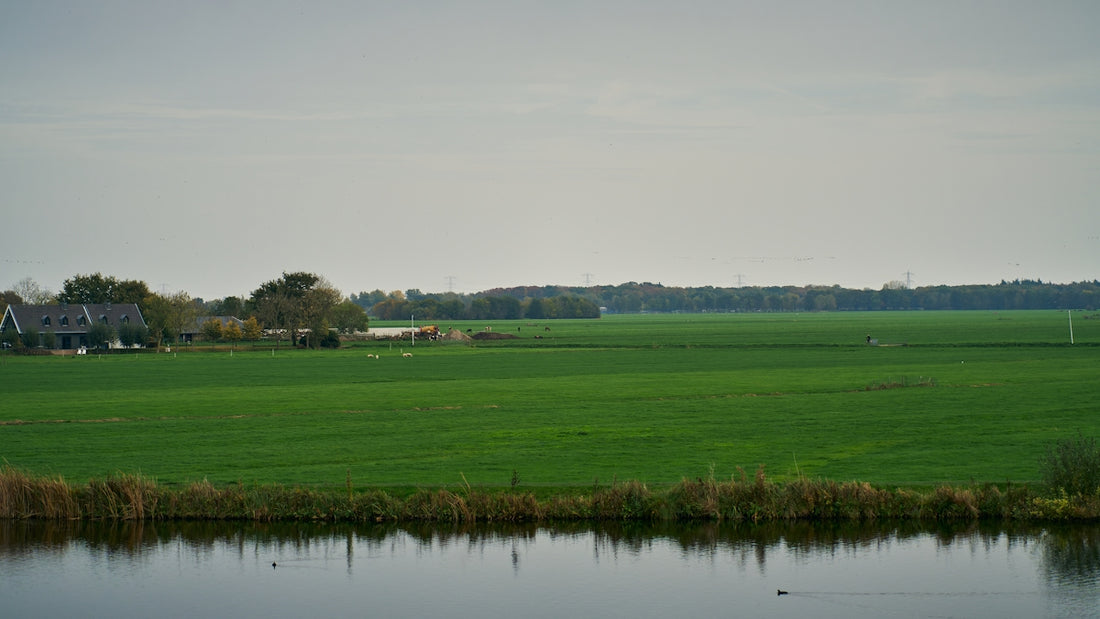 a large green field