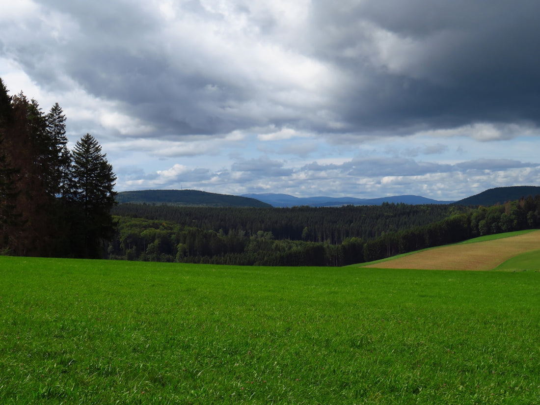 a green field with trees and mountains in the background