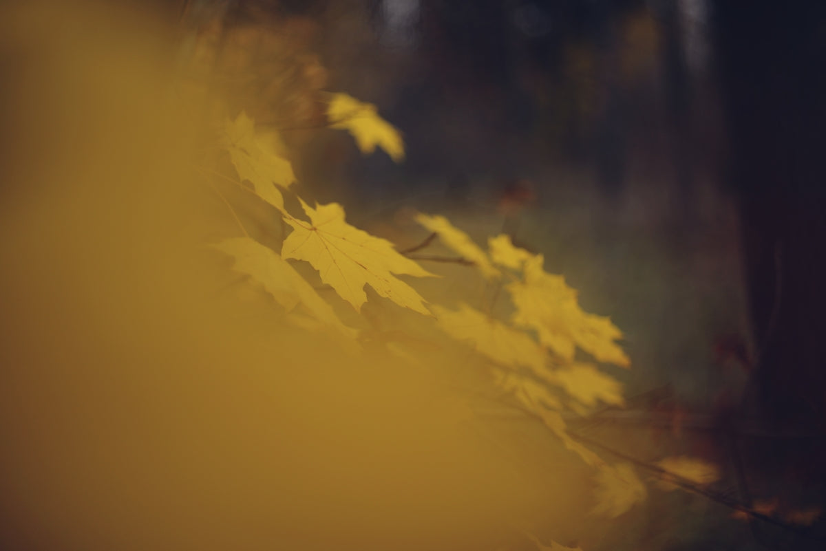 A blurry photo of a leafy tree