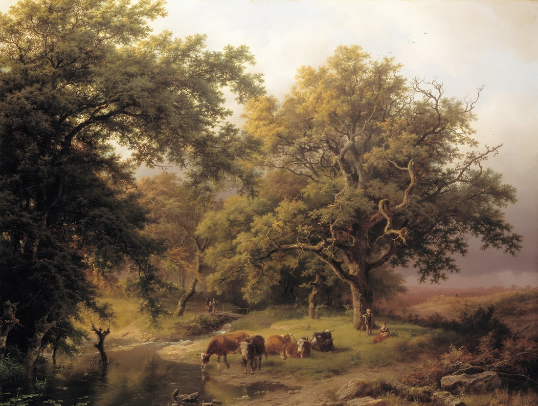Cows drinking water by a stream in a forest