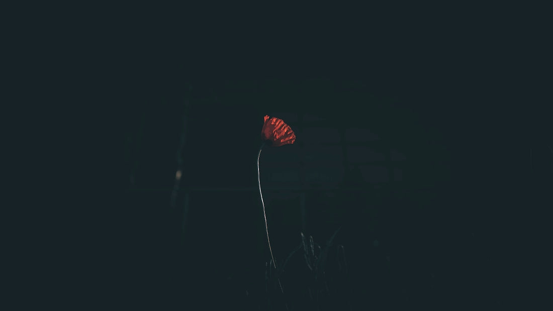 A lone red flower stands out against the darkness.