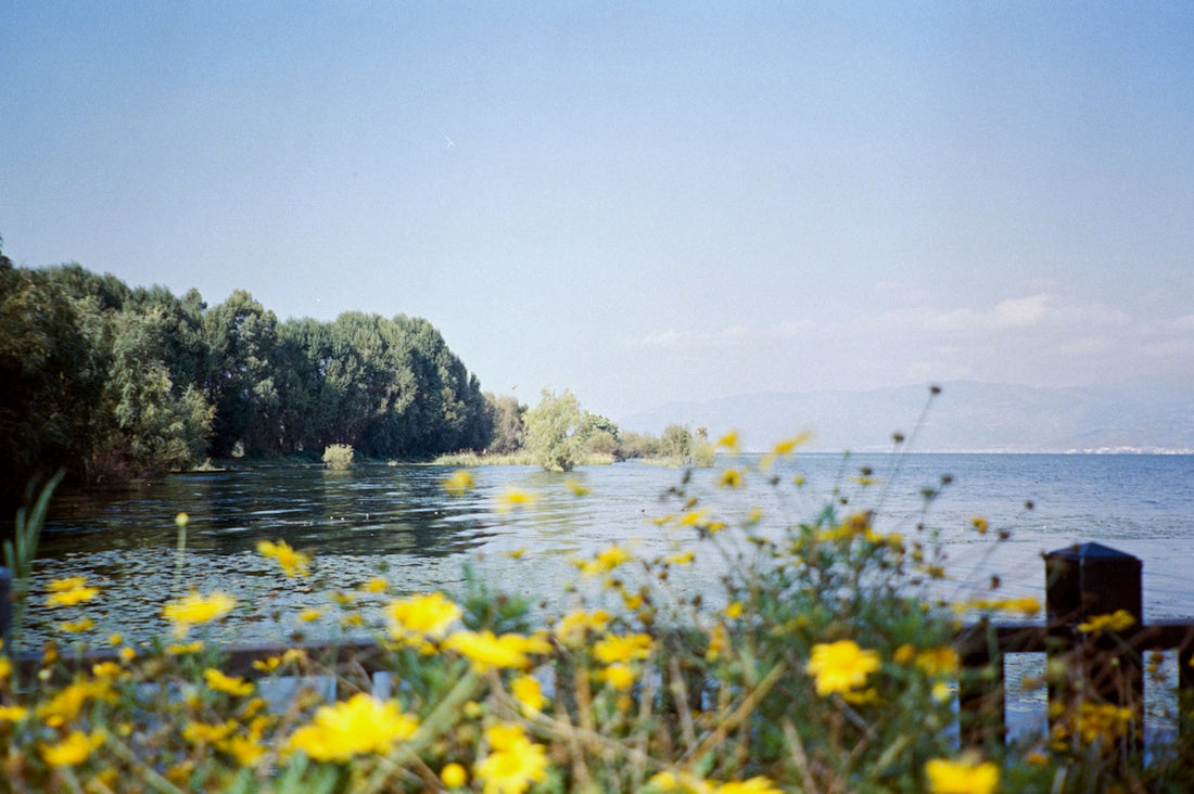 Yellow flowers by a calm lake with green trees
