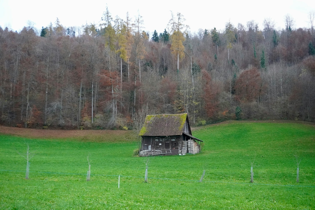 Old wooden barn in a green field with forest