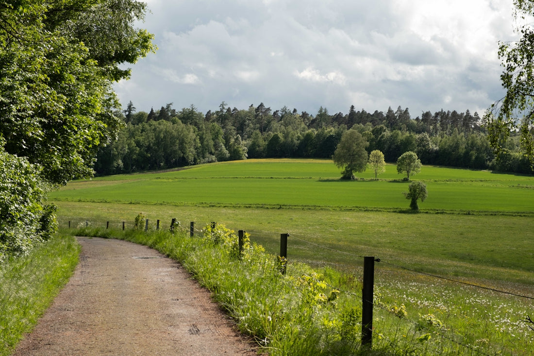 Winding path next to a green field and distant trees.