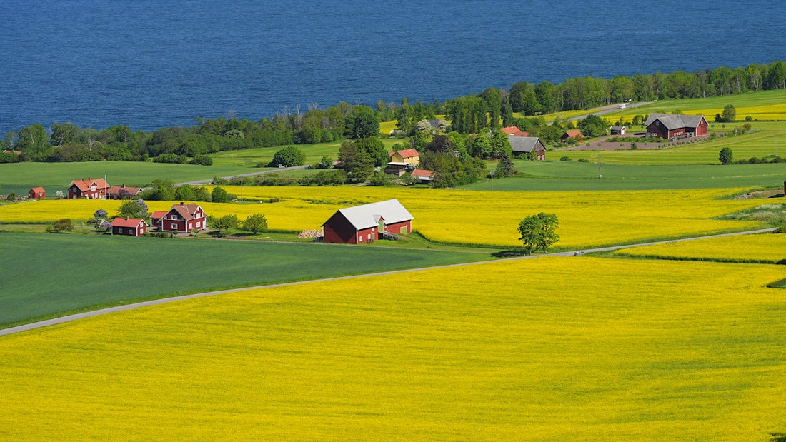 Vibrant yellow fields and red farmhouses by a blue lake.