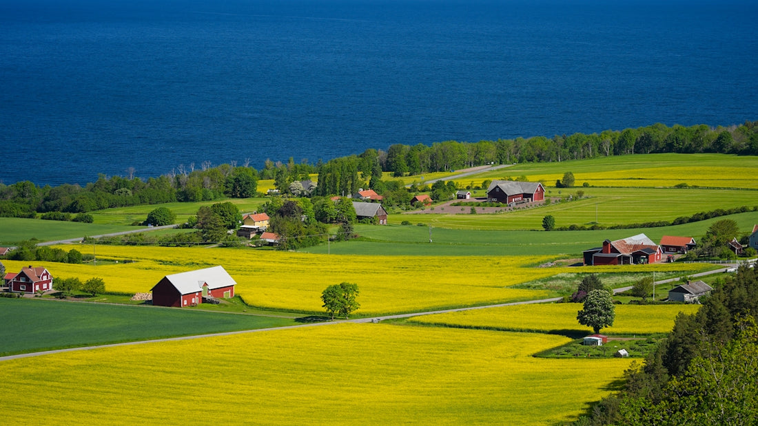 Yellow rapeseed fields, green trees, and houses by blue water.