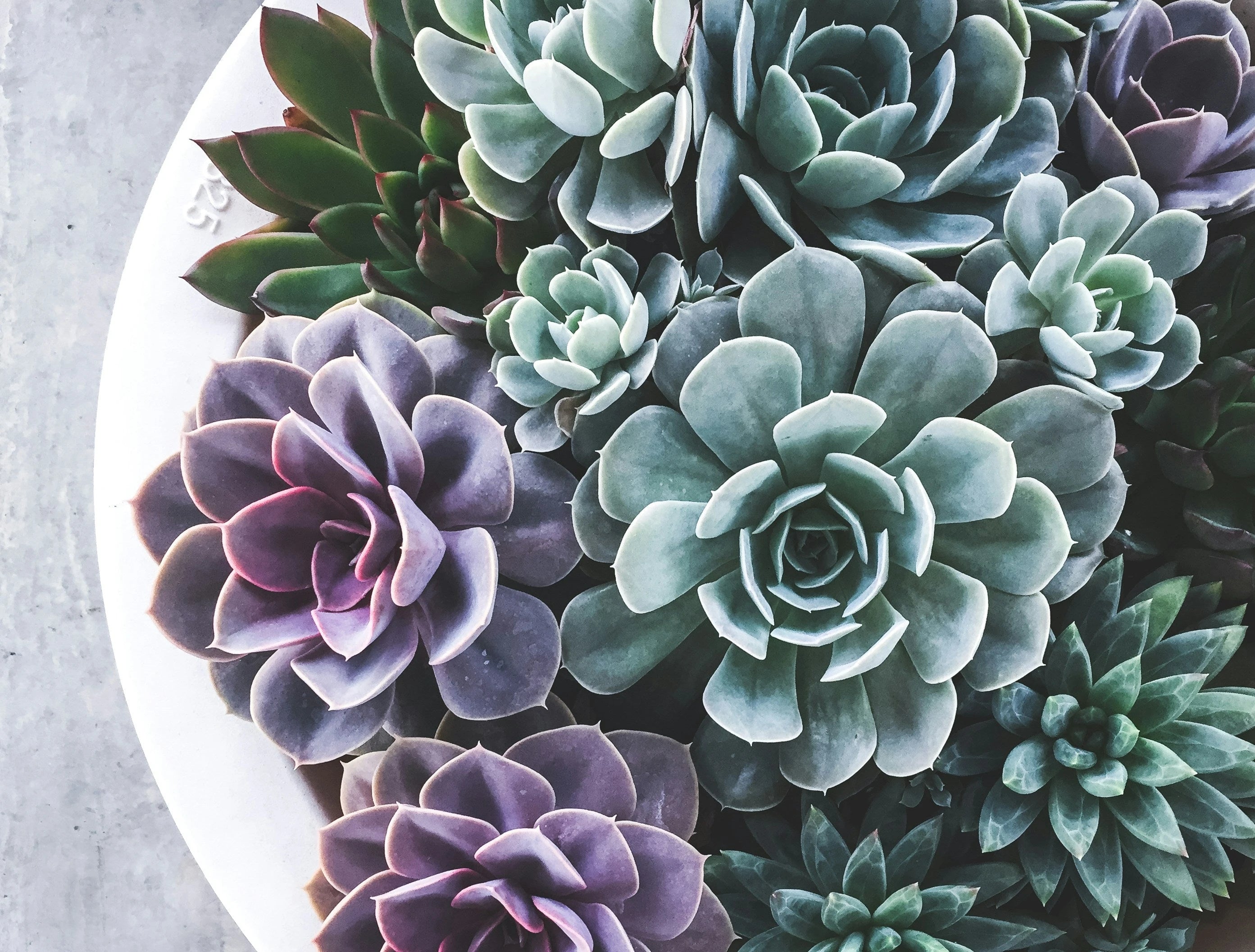 Buy succulents online | Idyl