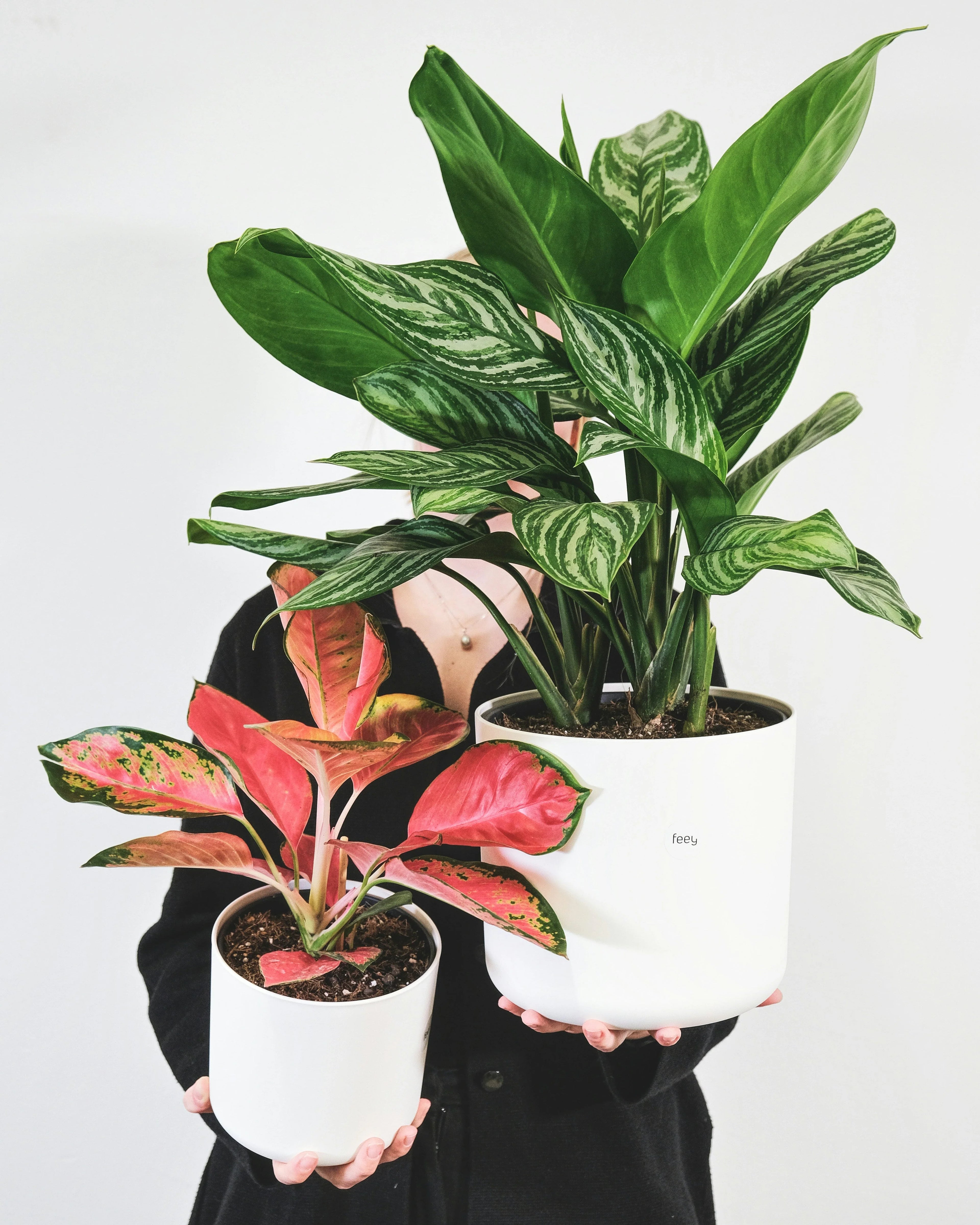 Buy plants under ₹500 on Idyl