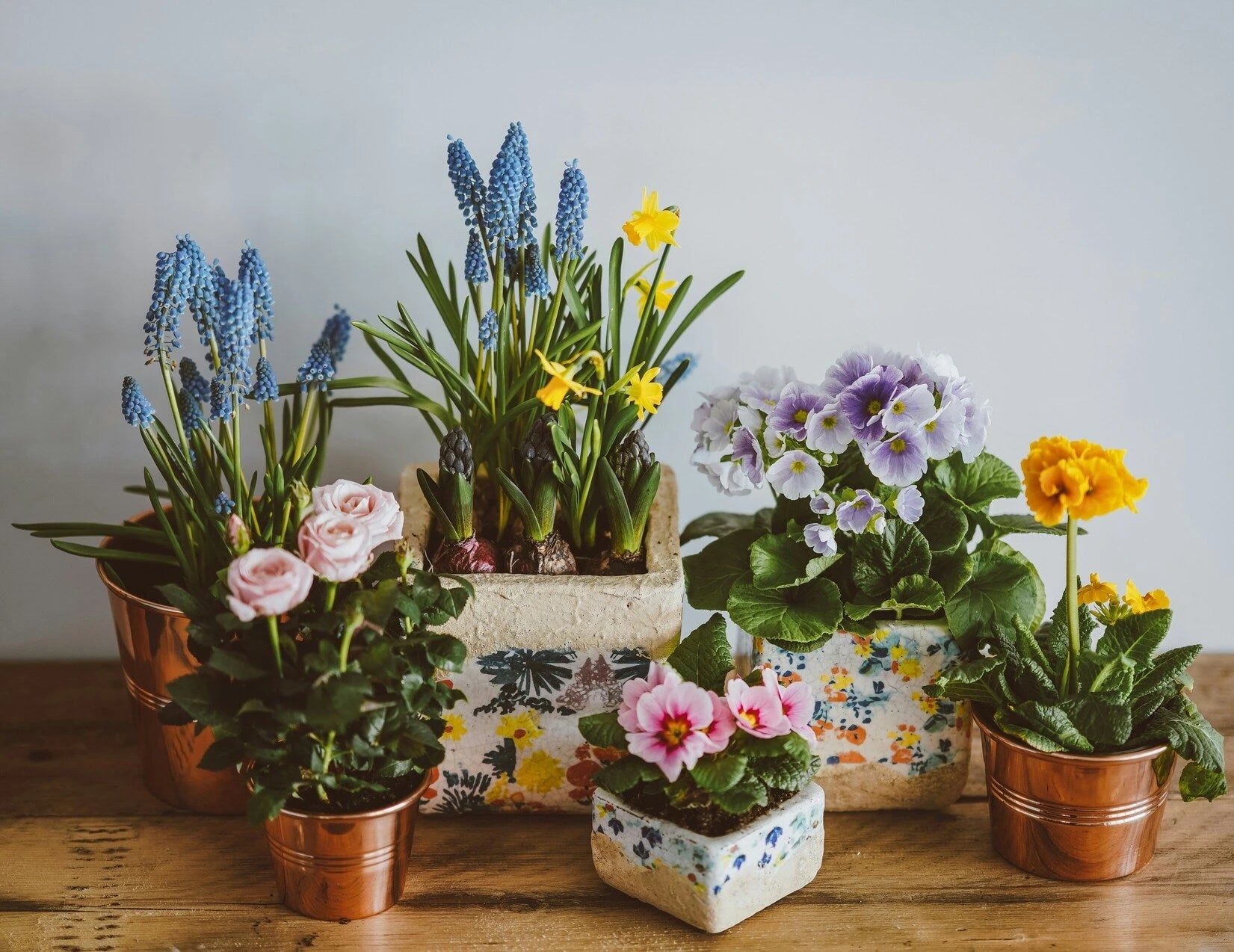 Buy flower plants online | Idyl