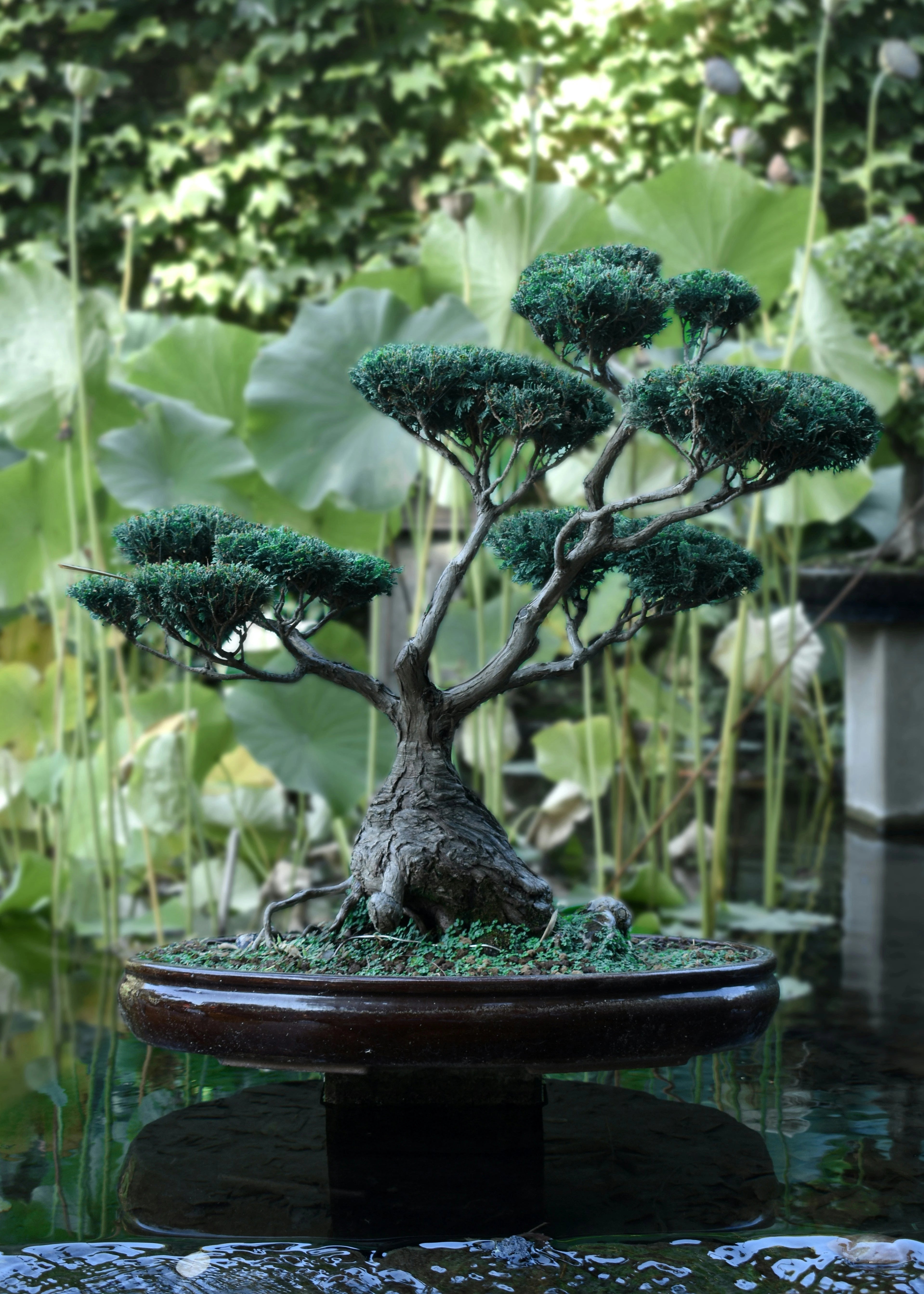 Buy Bonsai from Idyl