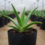 Healthy Aloevera plant in a 4-inch nursery bag